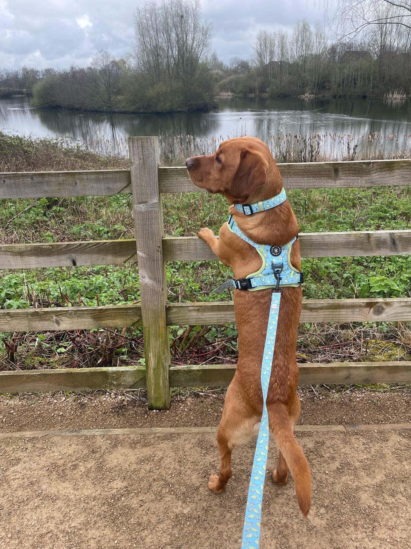 Bailey - Collar - Labrador • Luxe