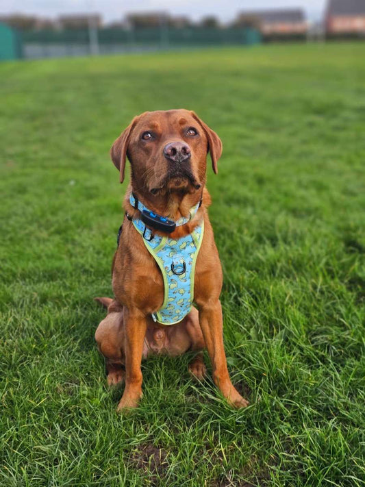 Bailey - Explorer Harness - Labrador • Luxe