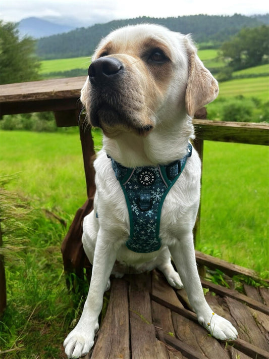 Monty - Explorer Harness