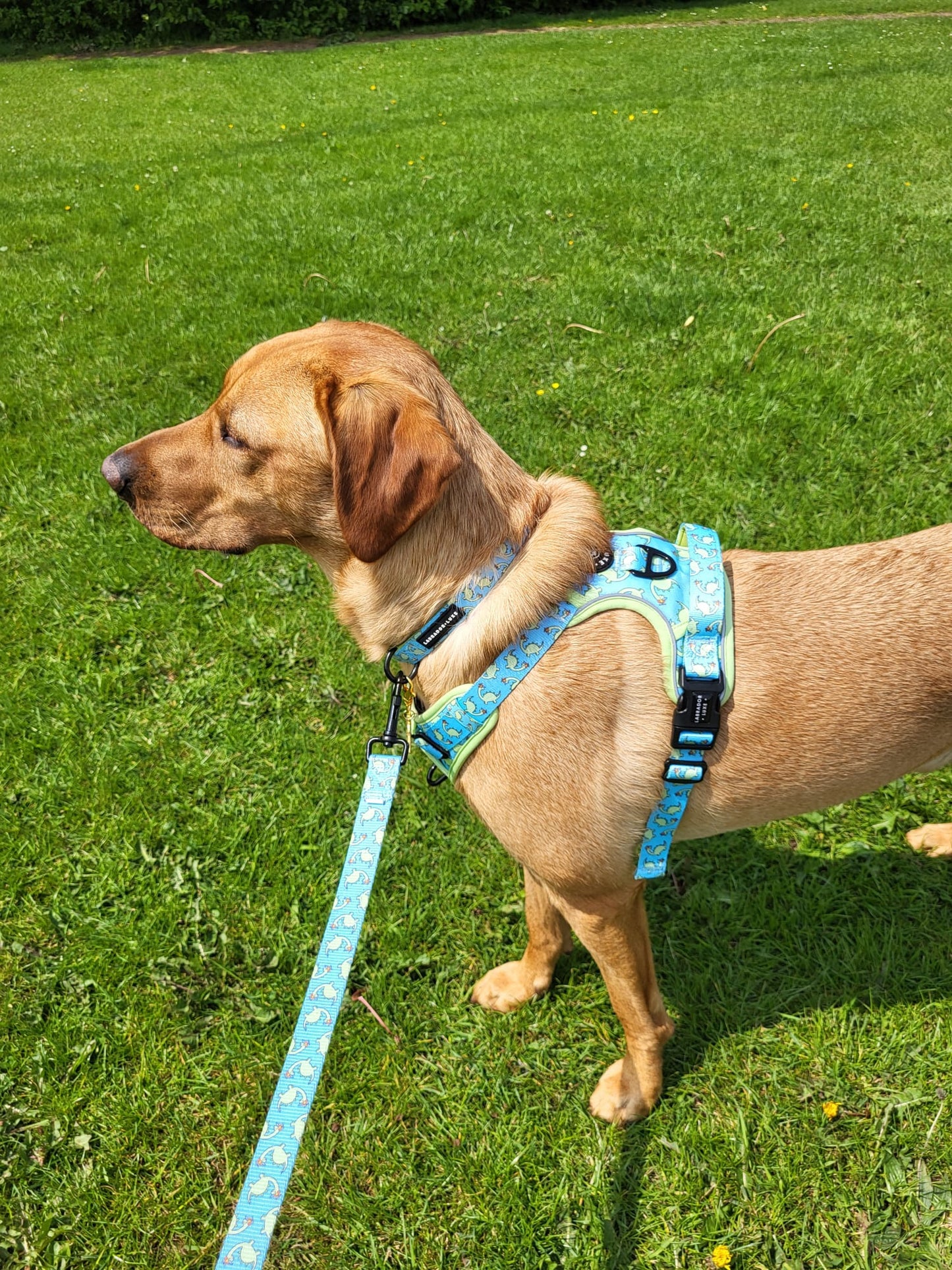 Bailey - Lead