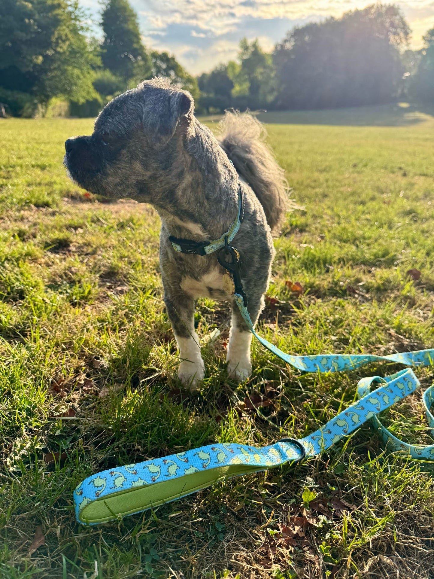 Bailey - Lead