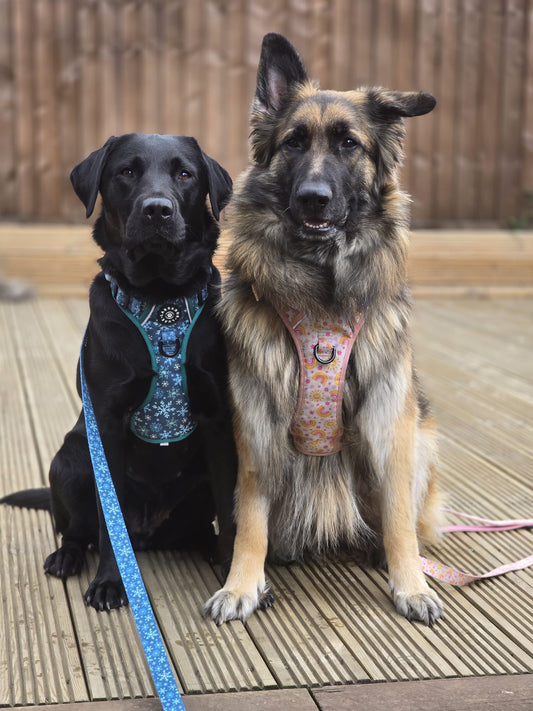 Indie - Lead - Labrador • Luxe