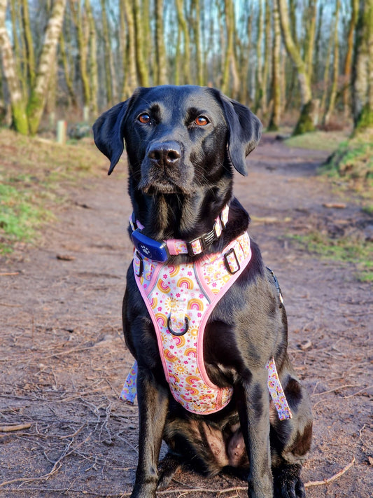 Indie - Collar - Labrador • Luxe