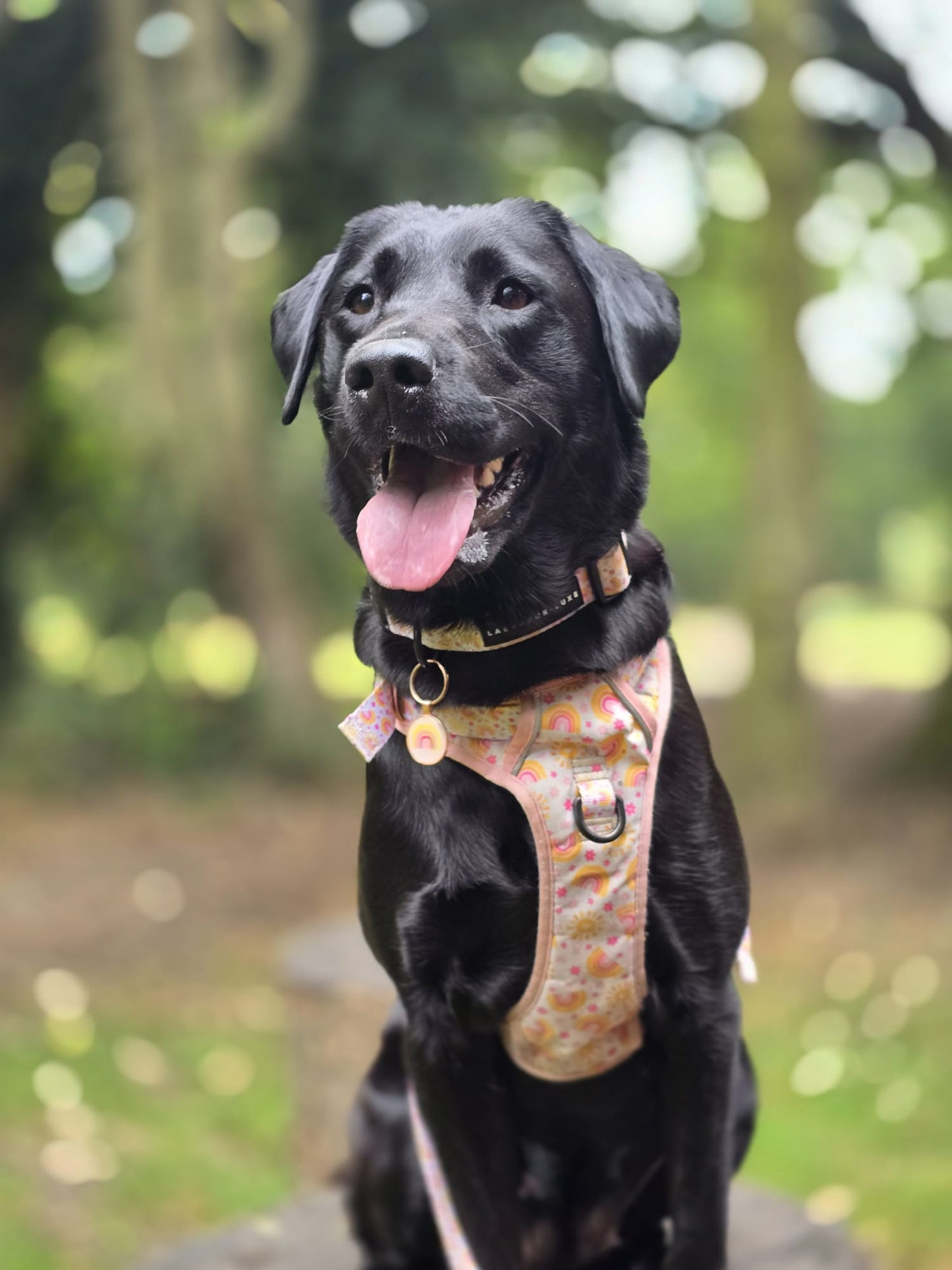 Indie - Collar - Labrador • Luxe