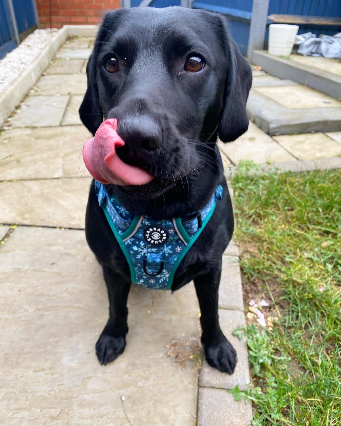 Monty - Explorer Harness - Labrador • Luxe