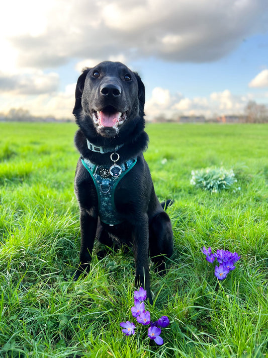 Monty - Collar - Labrador • Luxe