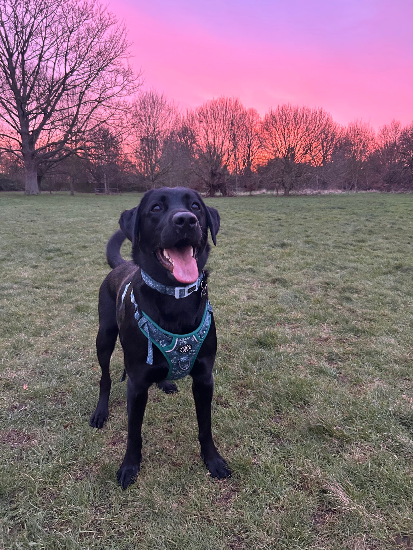 Monty - Collar - Labrador • Luxe