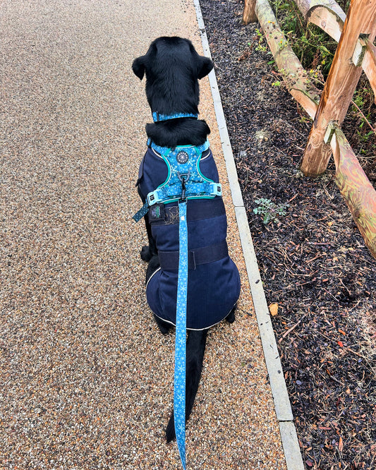 Monty - Lead - Labrador • Luxe