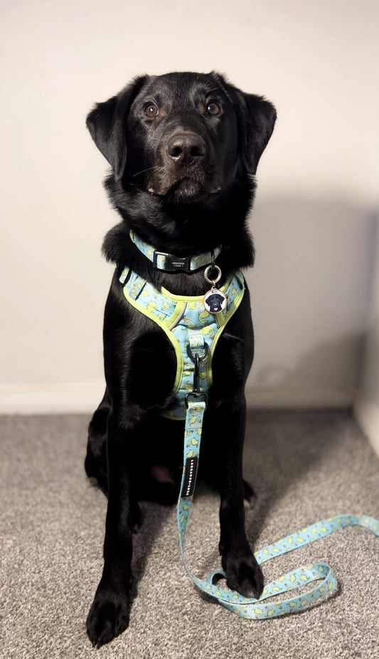 Bailey - Lead - Labrador • Luxe