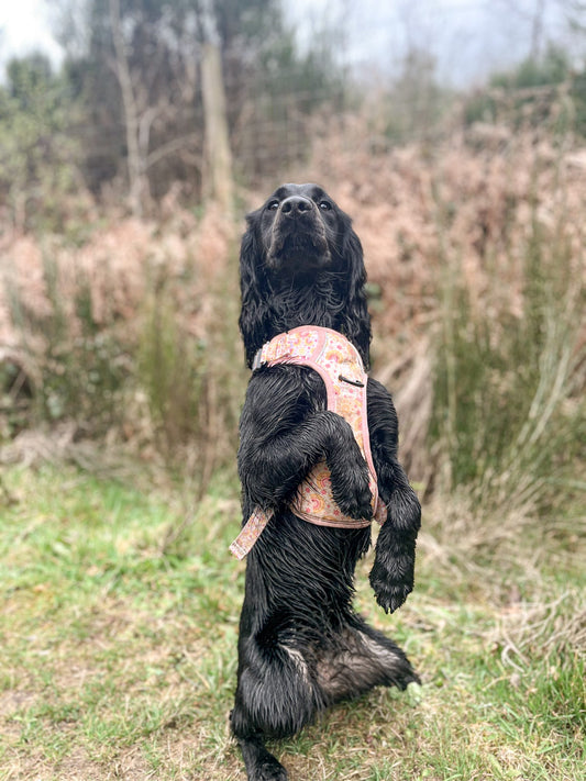 Indie - Explorer Harness - Labrador • Luxe