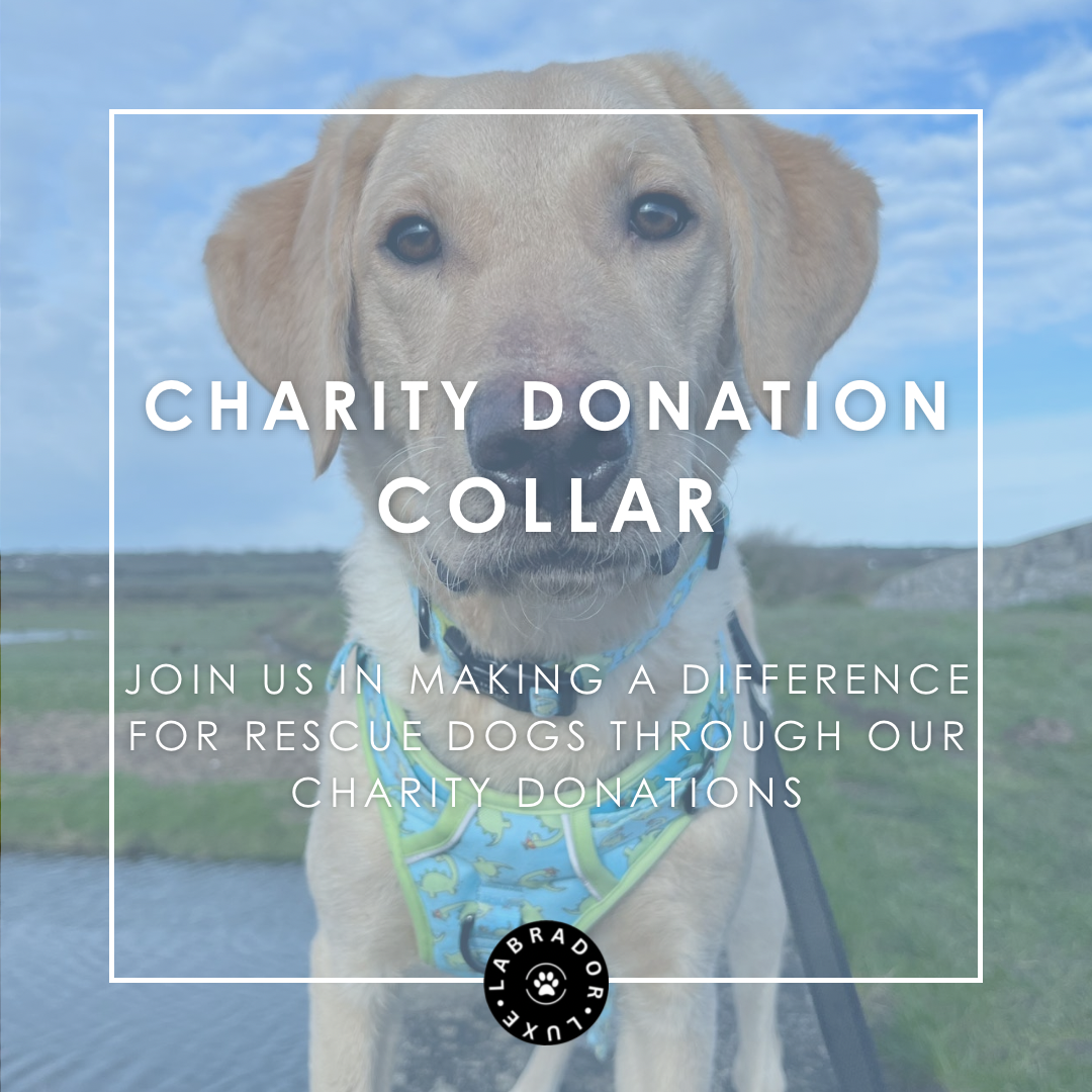 Charity Donation - Collar - Labrador • Luxe