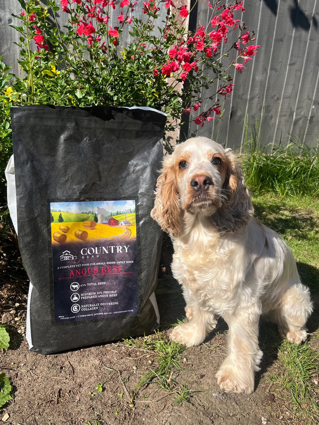 Country Barn - Angus Beef Superfood