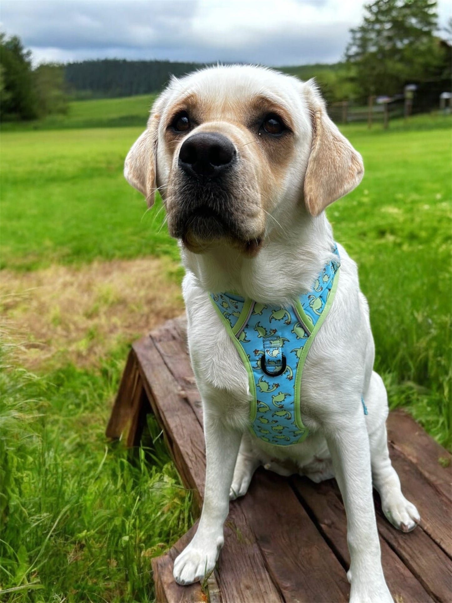 Bailey - Explorer Harness