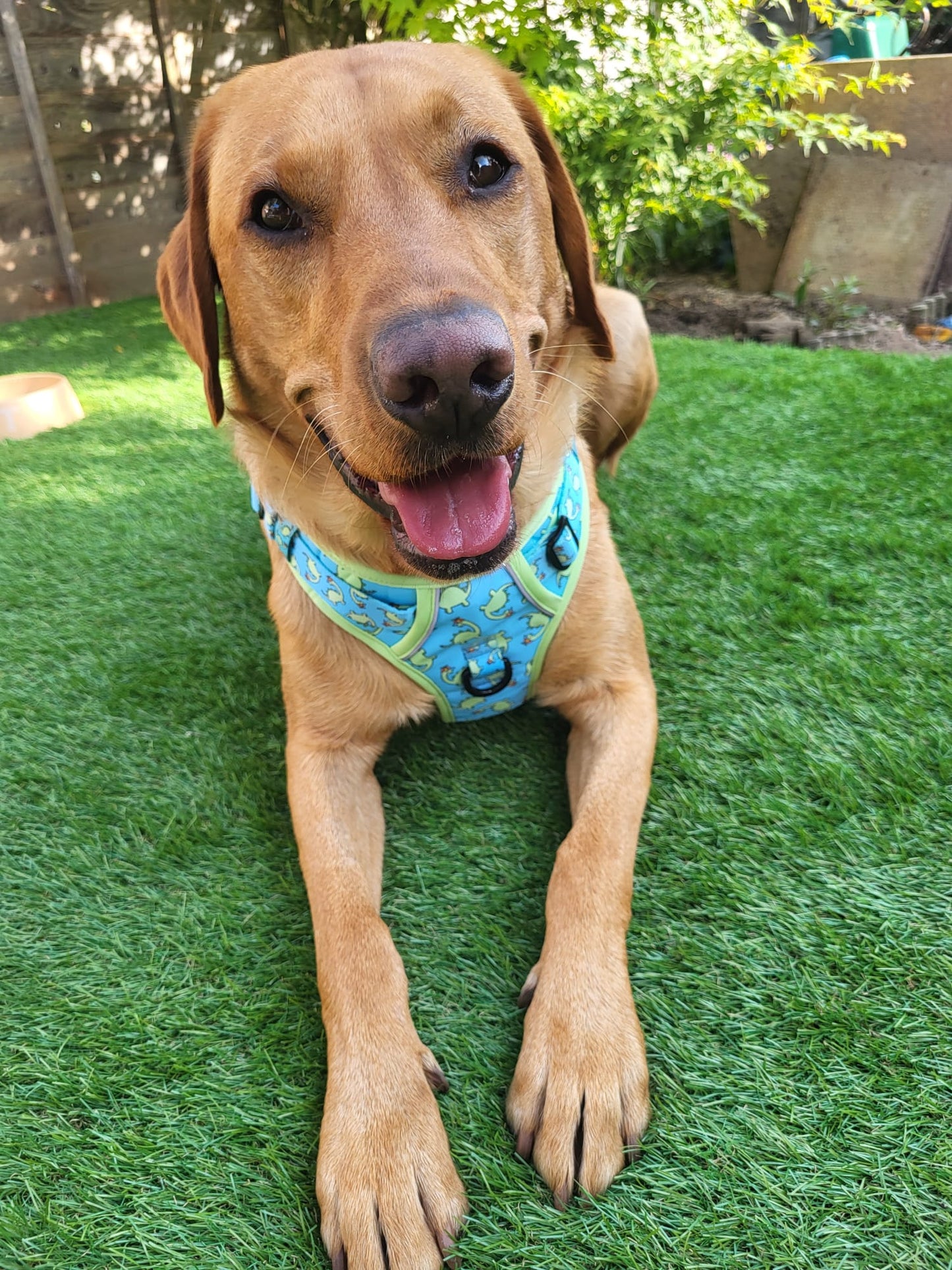 Bailey - Explorer Harness