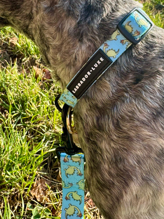 Bailey - Collar