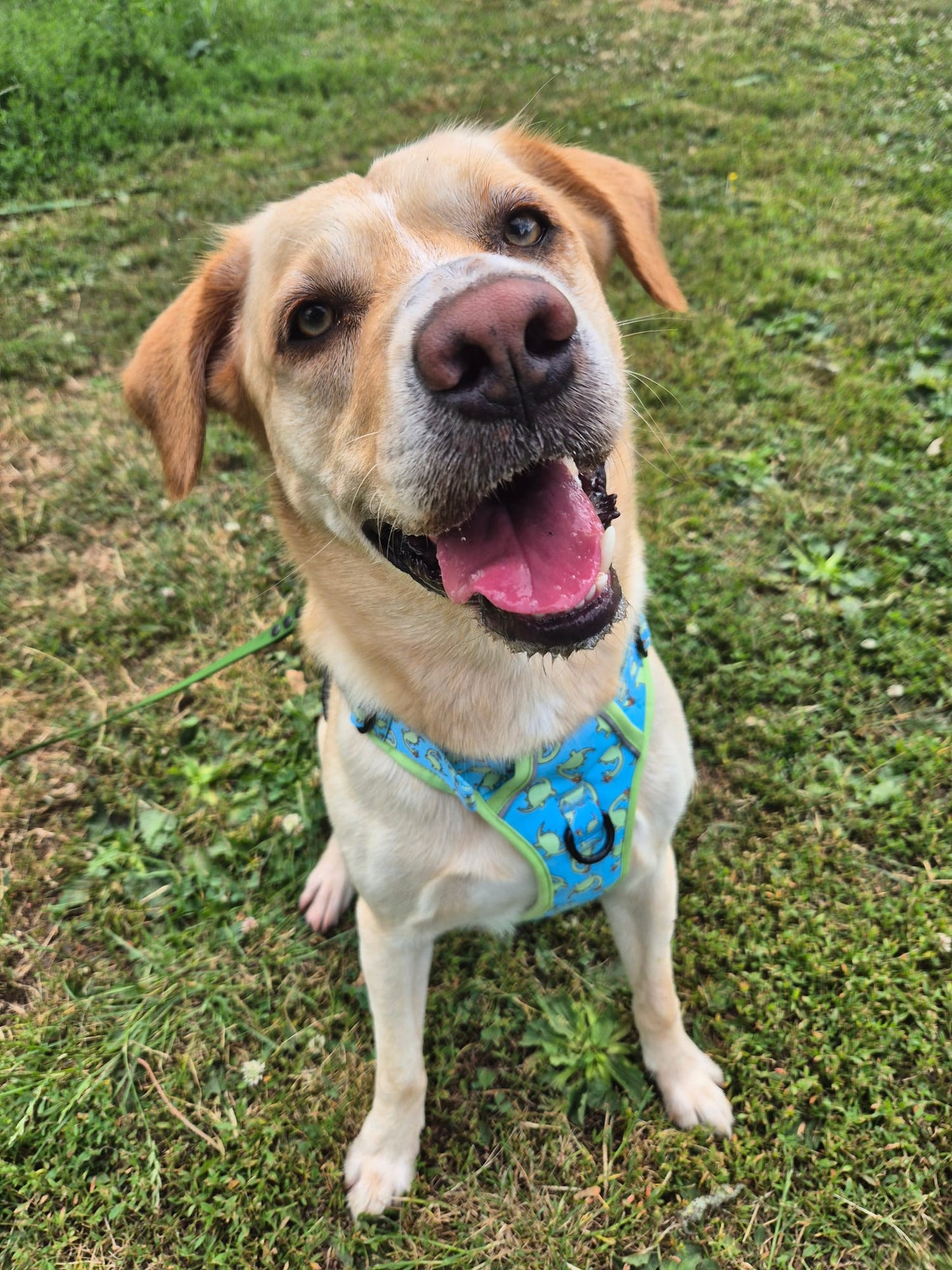 Bailey - Explorer Harness