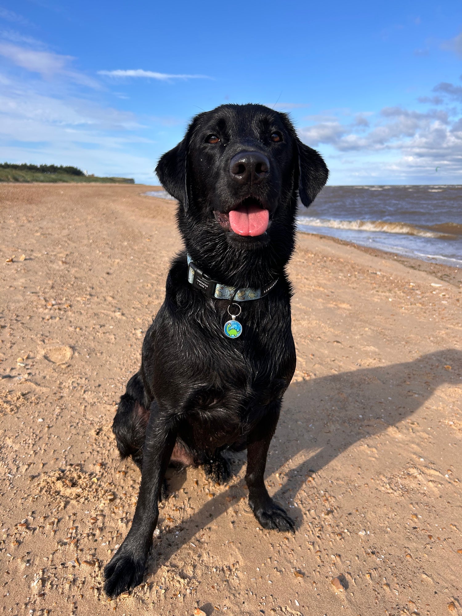 Bailey - Collar - Labrador • Luxe