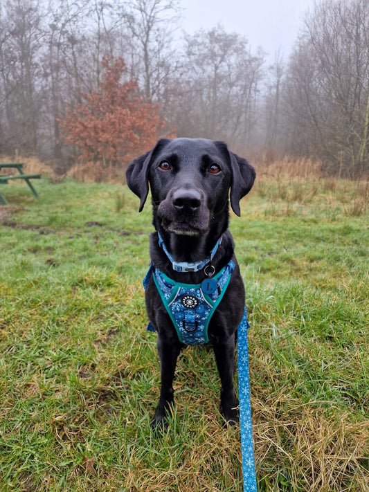 Monty - Lead - Labrador • Luxe