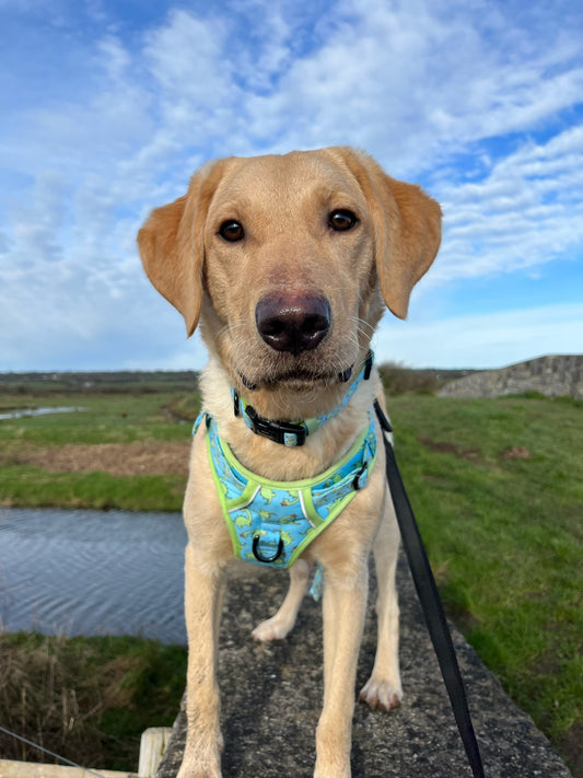 Bailey - Explorer Harness - Labrador • Luxe
