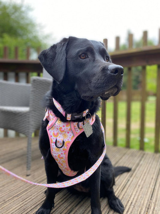 Indie - Lead - Labrador • Luxe