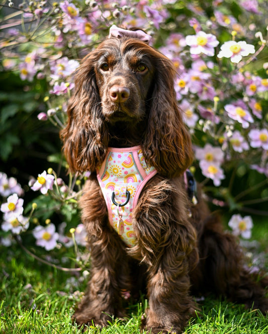 Indie - Explorer Harness - Labrador • Luxe