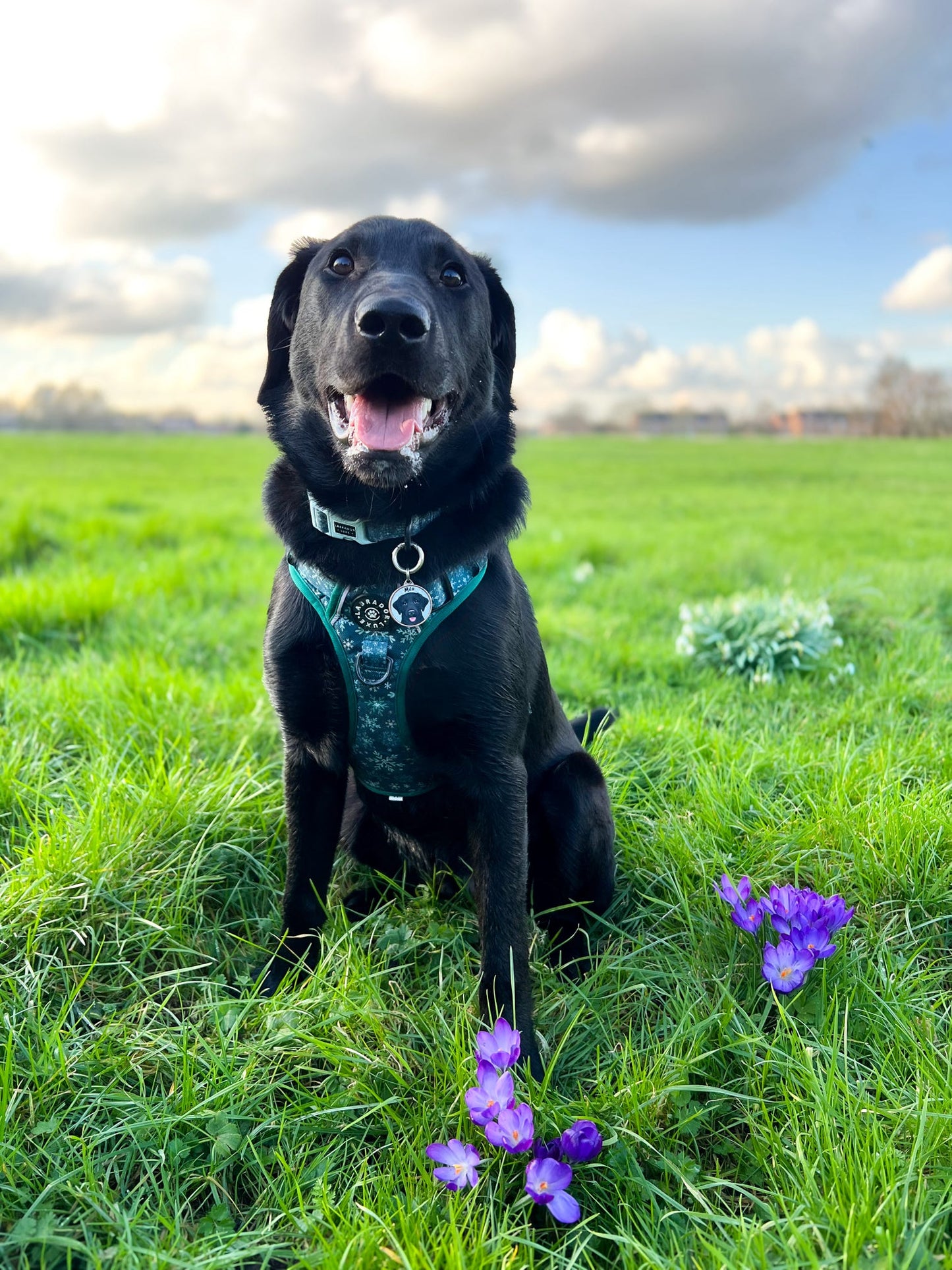 Monty - Explorer Harness