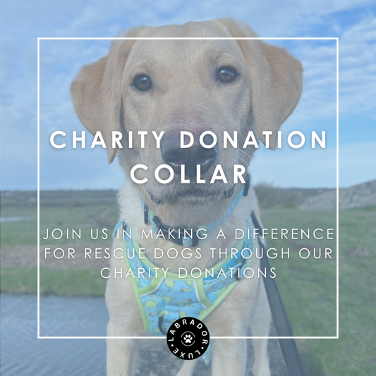 Charity Donation - Collar