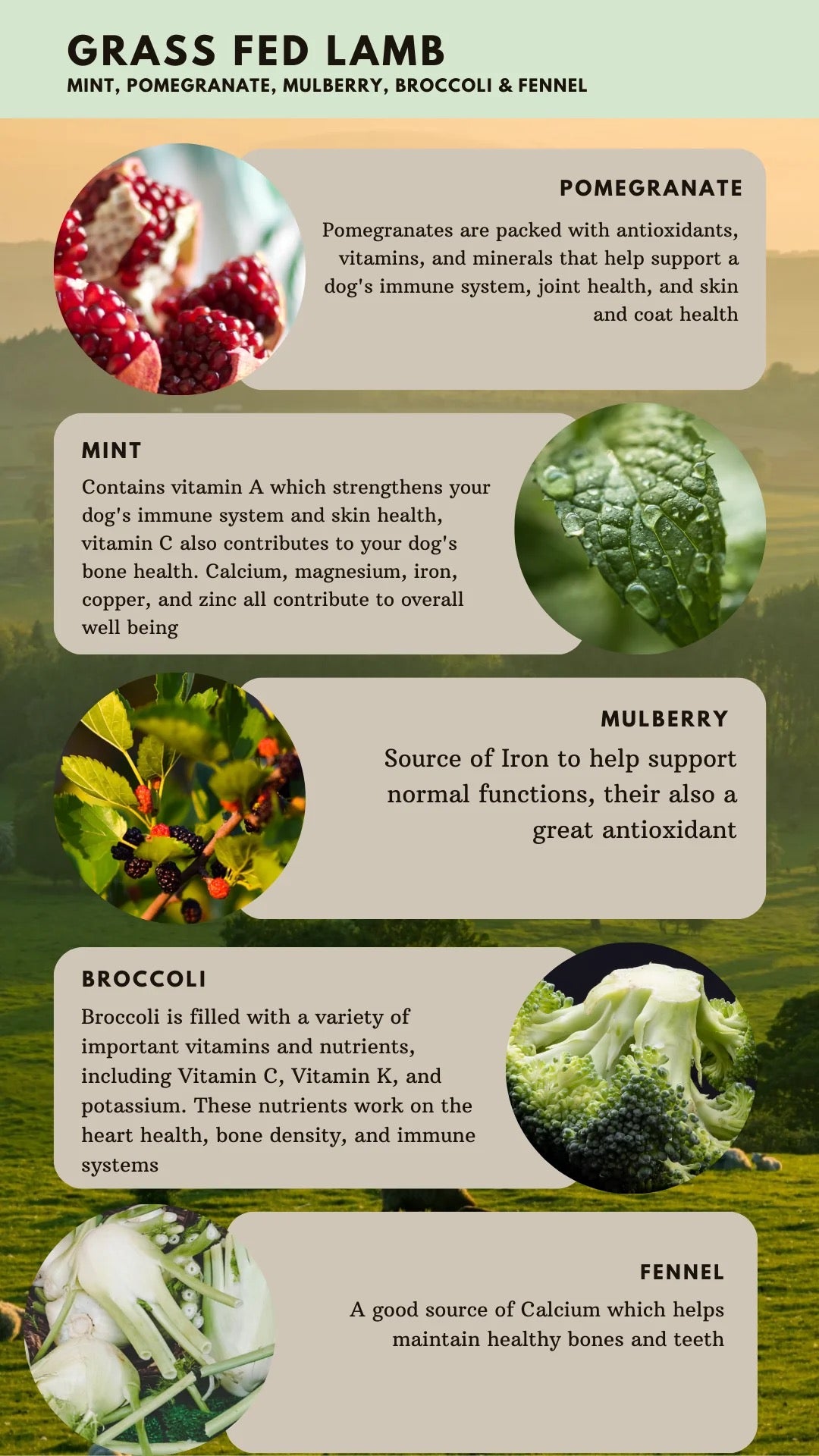 Country Barn - British Grass Fed Lamb Superfood