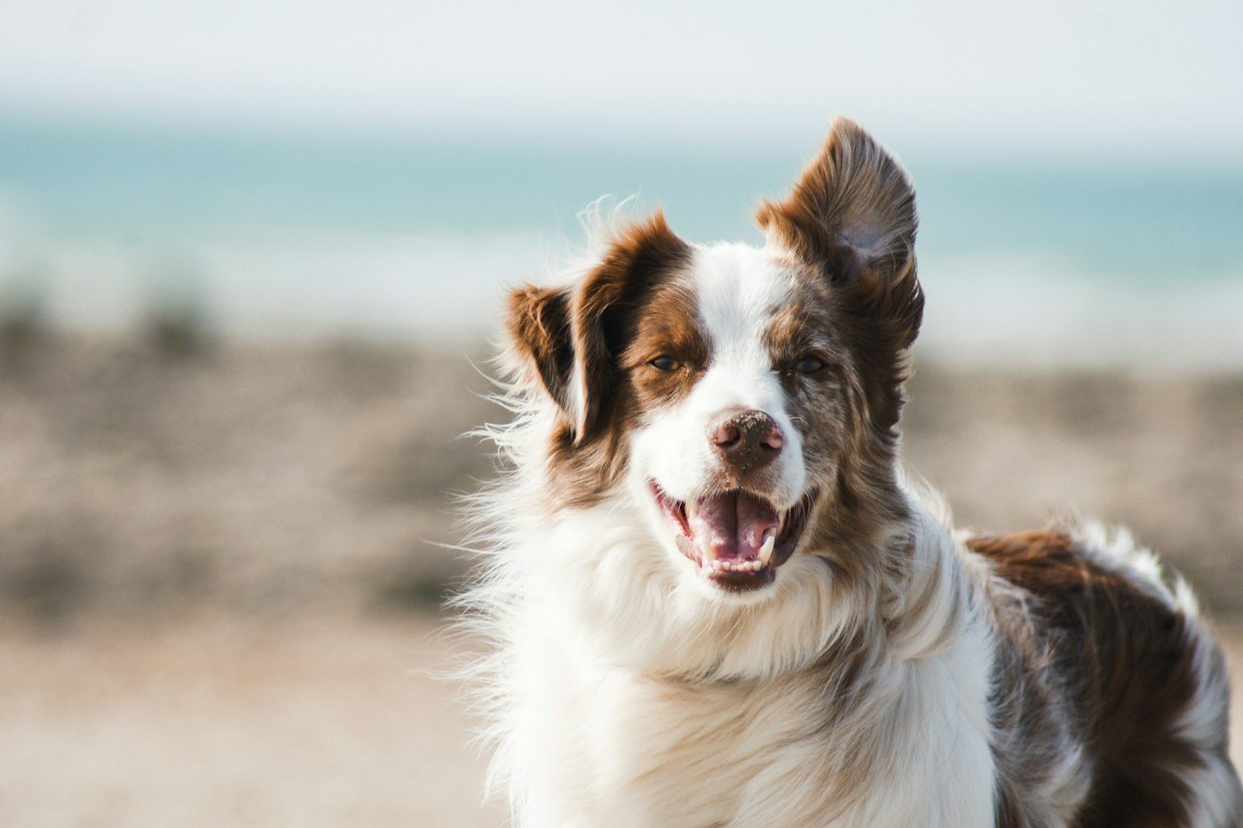 Dog adventure photograph illustrating walking sets