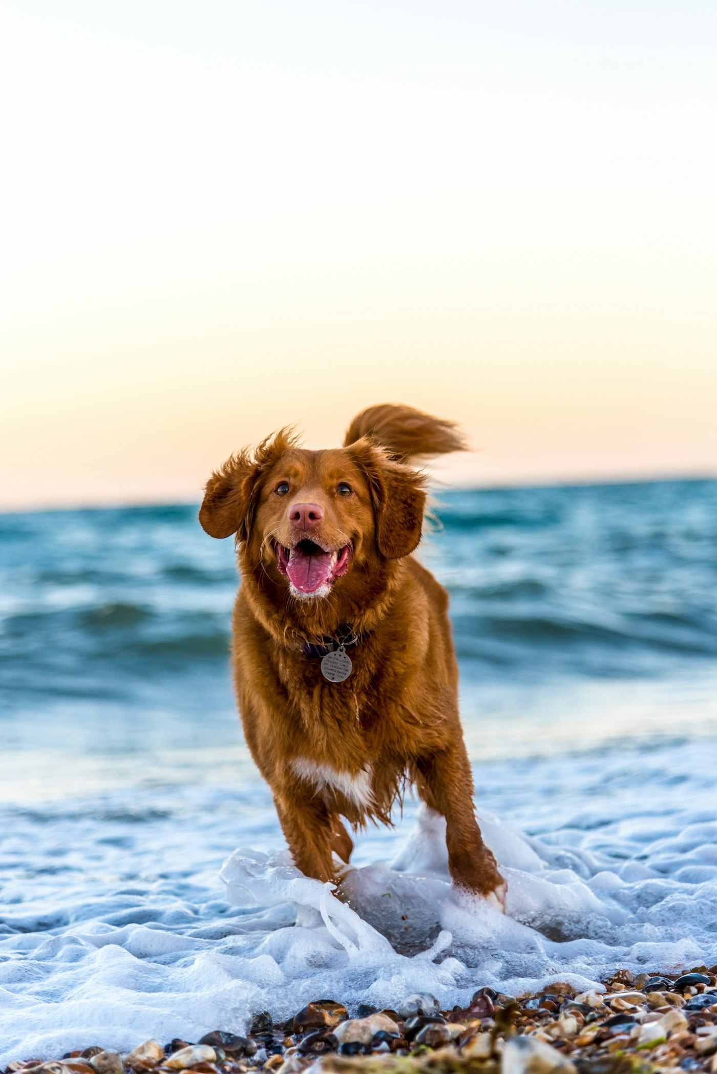 A dog enjoying time outdoors